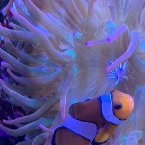 Meet your Posher, Francesca